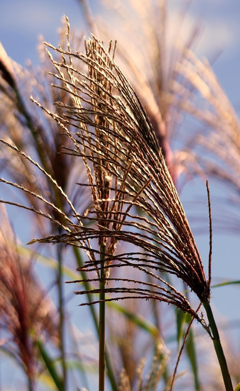 Pampas Grass